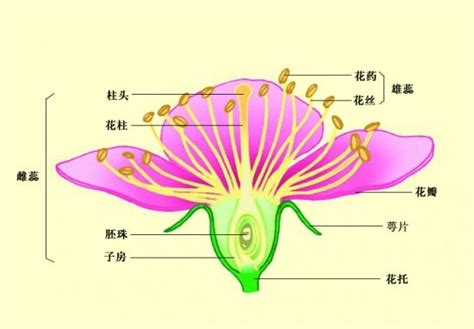 花芯 意思|花芯和花蕊的区别